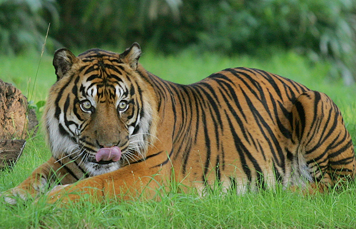 2021 में बाघों की मौत की संख्या में वृद्धि, 126 बाघों की की जान गई: एनटीसीए