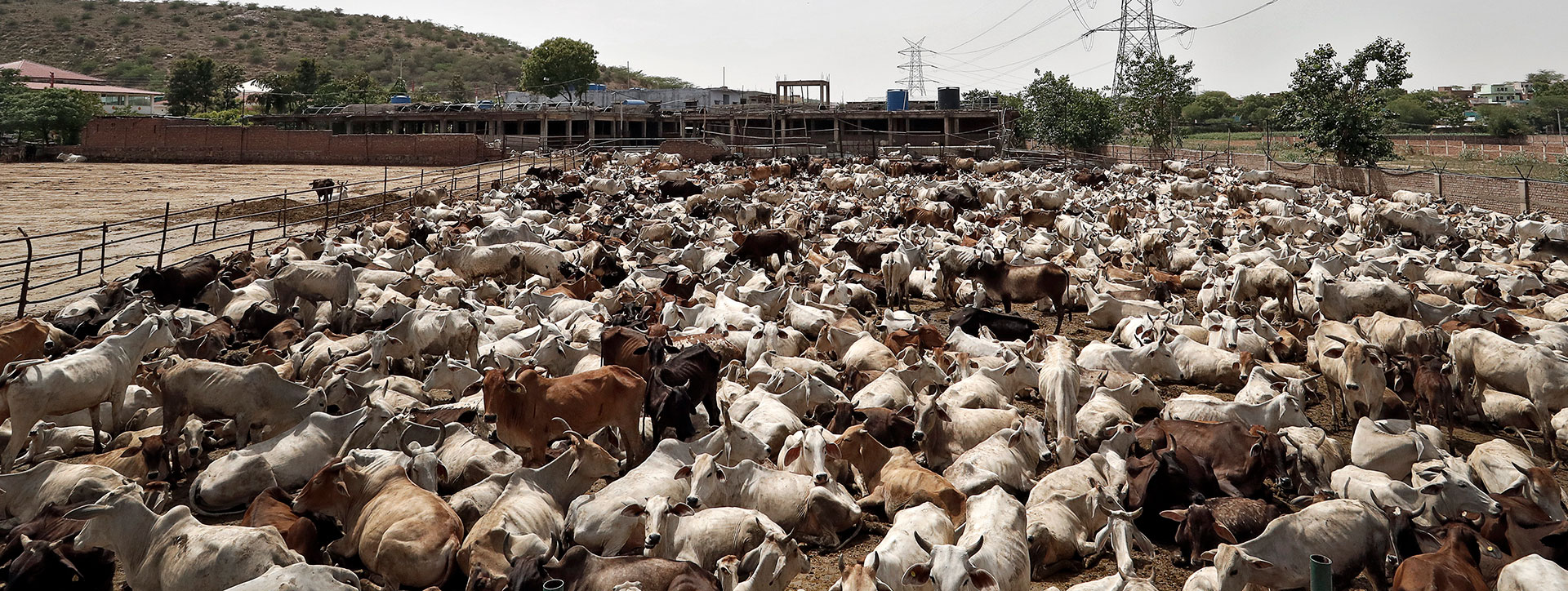 मध्य प्रदेश: कथित तौर पर भाजपा नेता द्वारा संचालित गोशाला में गायें मृत पाई गईं, केस दर्ज