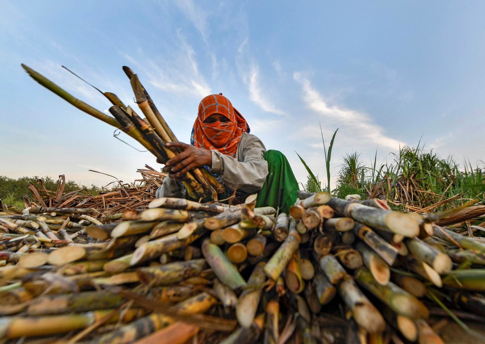 उत्तर प्रदेश: चीनी मिलों पर गन्ना किसानों का 12,000 करोड़ रुपये बकाया, कोर्ट ने सरकार से जवाब मांगा