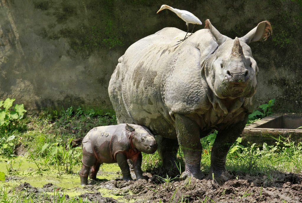 A one-horned rhino named Baghekhaity stands next to its 10-day-old calf at a zoo in Guwahati, in the northeastern Indian state of Assam, September 10, 2013. The calf was born on September 1 under the conservation breeding programme for one-horned rhinos in the state, local media reported. REUTERS/Utpal Baruah (INDIA - Tags: ANIMALS) - RTX13FCW