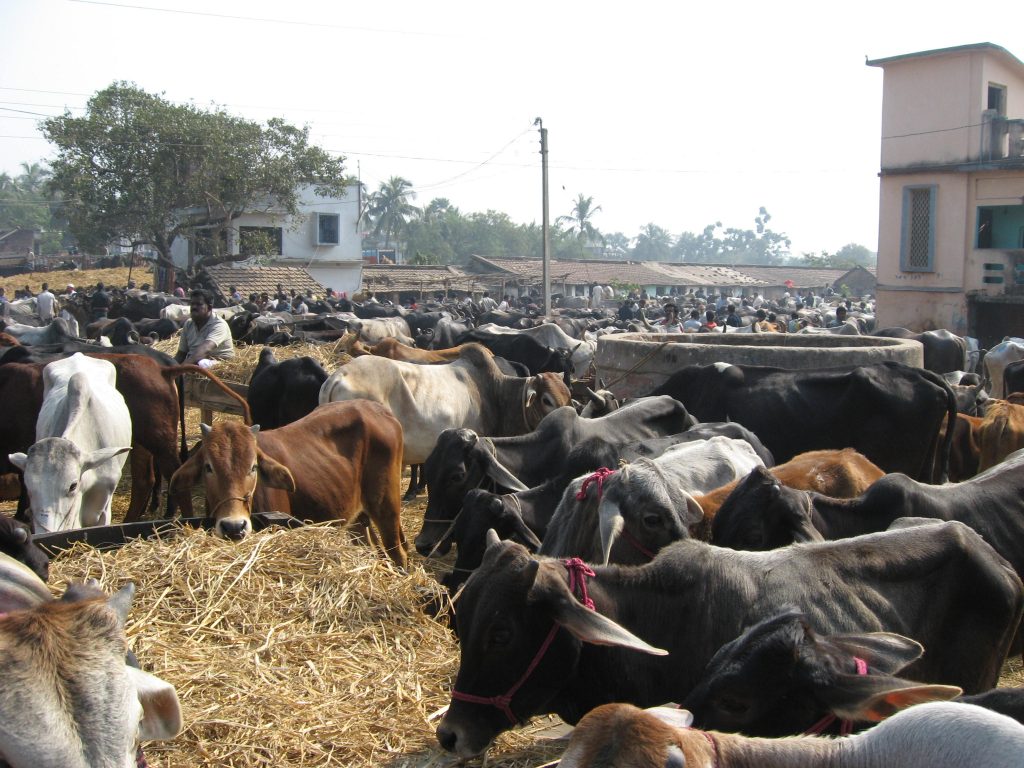 Cattle Market PTI