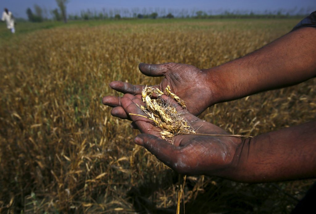 A farmer shows wheat crop damaged by unseasonal rains in his wheat field at Sisola Khurd village in the northern Indian state of Uttar Pradesh, March 24, 2015. To match Insight INDIA-MODI/ Picture taken March 24, 2015. REUTERS/Anindito Mukherjee
