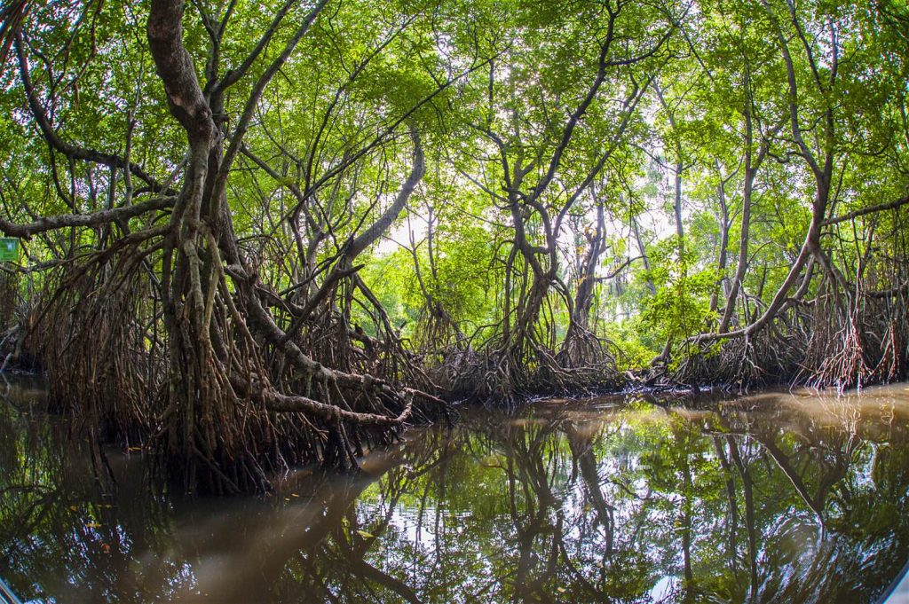 Mangrove Reuters