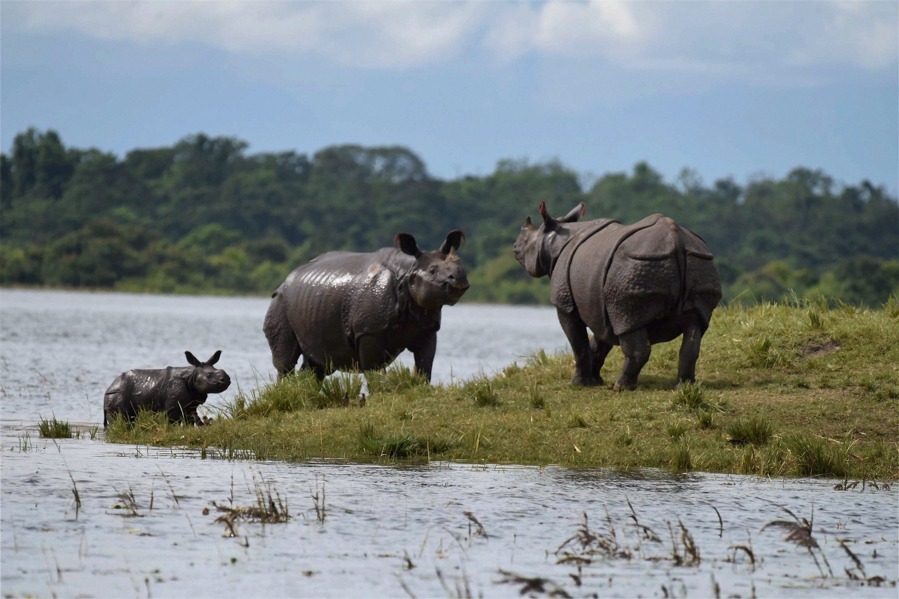 Kaziranga: Indian one-horned Rhinos stand at an elevated area inside the flood affected Kaziranga National Park in Assam on Thursday. PTI Photo (PTI7_6_2017_000231A)