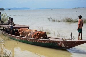 Morigaon: Villagers along with their cattle commute by a boat at a flood-hit village in Morigaon district of Assam on Thursday. PTI Photo (PTI8 17 2017 000157A)