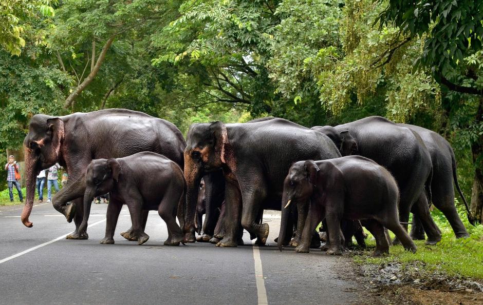 A herd of elephants cross a road that passes through the flooded Kaziranga National Park in the northeastern state of Assam, India, July 12, 2017. Picture taken July 12, 2017. REUTERS/Anuwar Hazarika
