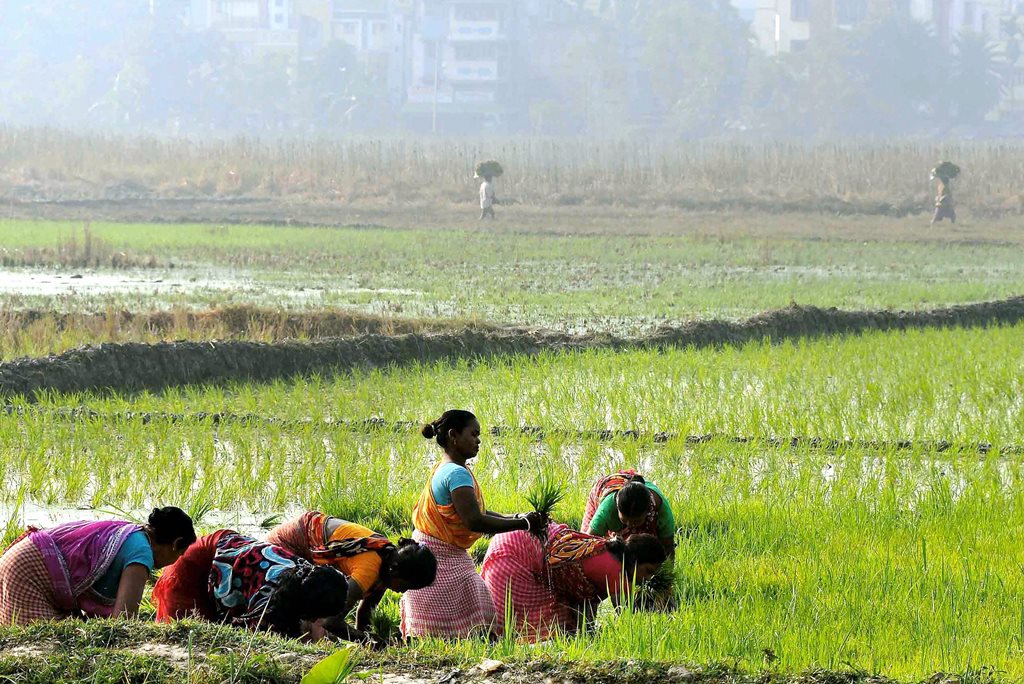 Kolkata: Farmers plant paddy saplings in a field as the Boro paddy season starts, in the outskirts of Kolkata on Monday morning. PTI Photo (PTI1_29_2018_000045B)