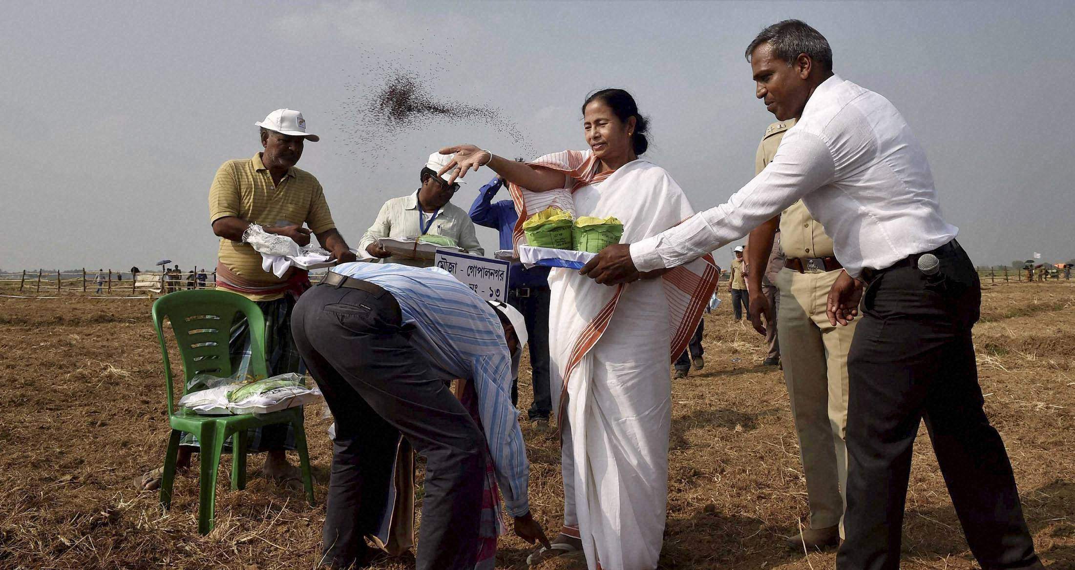West Bengal Chief Minister Mamata Banerjee sowing master seeds with farmers at the land handed over to the farmers, in Singur. | PTI File Photo
