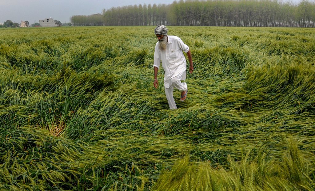 Amritsar: A farmer checks his field of wheat crop, that was damaged in heavy rain, on the outskirts of Amritsar on Wednesday.PTI Photo(PTI3_21_2018_000125B)