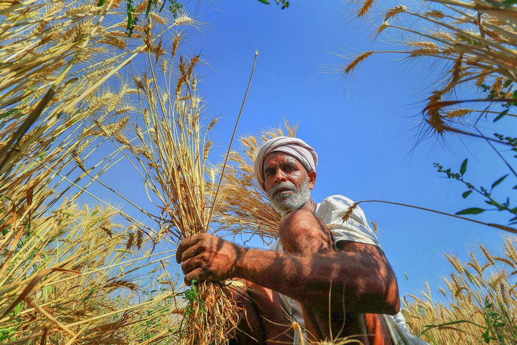 Jaipur: A farmer harvests wheat crop at a field in Chandlai village of Jaipur on Friday. PTI Photo(PTI3_23_2018_000200B)