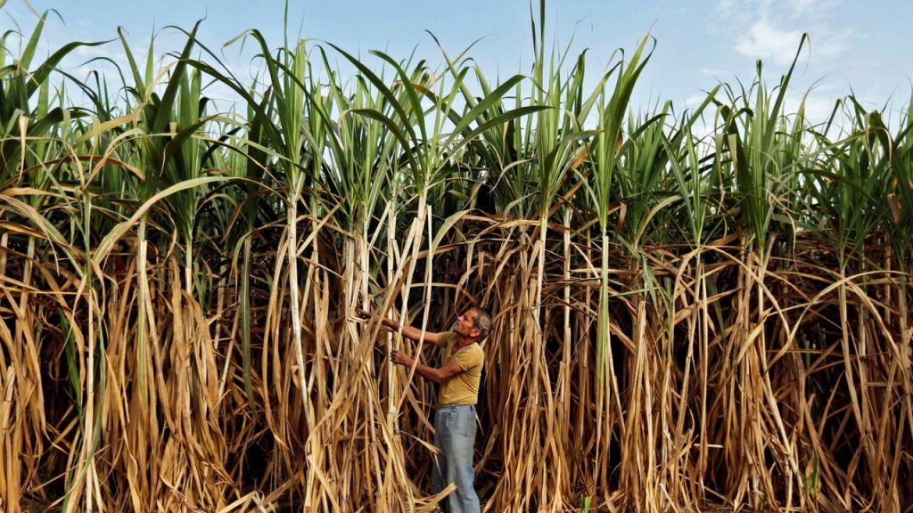 sugarcane_farmers Reuters