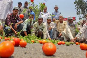 Meerut: Bharatiya Kisan Andolan activists along with the farmers throw tomatoes on a road during a protest various issues of the farmers including their loan waiver, in Meerut on Sunday, June 03, 2018. (PTI Photo) (PTI6_3_2018_000093B)