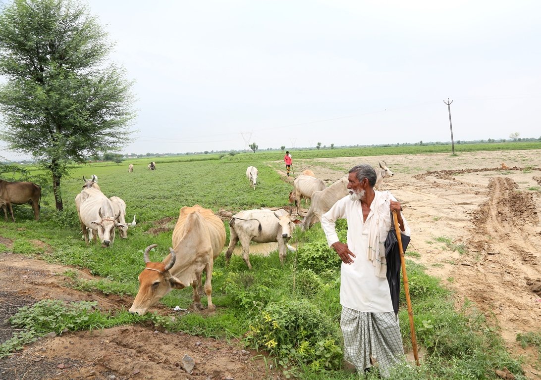 फिरोजपुर झिरका से कोलगांव जाते समय रास्ते में ऐसे ही 20-25 गायों के साथ मुस्लिम गोपालक दिख जाएंगें. (फोटो: द वायर /मोनिज़ा हफीज़ी)