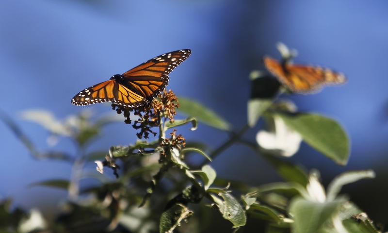 Monarch butterflies cling to a plant at the Monarch Grove Sanctuary in Pacific Grove, California, December 30, 2014. Monarch butterflies may warrant U.S. Endangered Species Act protection because of farm-related habitat loss blamed for sharp declines in cross-country migrations of the orange-and-black insects, the U.S. Fish and Wildlife Service said. REUTERS/Michael Fiala (UNITED STATES - Tags: ANIMALS ENVIRONMENT POLITICS) - GM1EACV0KBS01
