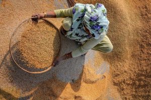 Amritsar: A woman worker stains chaff from the paddy grains at a wholesale grain market in Amritsar, Monday, Sept 17, 2018. The states of Punjab and the neighbor Haryana are key producers of the paddy crop in India, accounting about 15 percent of the country's total paddy output. (PTI Photo) (PTI9_17_2018_000136B)