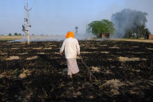 Amritsar: Farmers work in a field as smoke rises due to the burning of the paddy stubbles at a village on the outskirts of Amritsar, Friday, Oct 12, 2018. Farmers are burning paddy stubble despite a ban, before growing the next crop. (PTI Photo) (PTI10_12_2018_1000107B)
