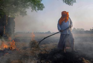 Amritsar: Smoke rises as a farmer burns paddy stubbles at a village on the outskirts of Amritsar, Friday, Oct 12, 2018. Farmers are burning paddy stubble despite a ban, before growing the next crop. (PTI Photo) (PTI10_12_2018_1000108B)