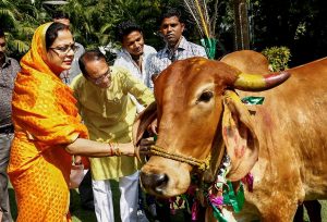 Bhopal: Madhya Pradesh Chief Minister Shivraj Singh Chouhan and his wife Sadhna Singh offer food to cows during 'Govardhan Puja' at his residence, in Bhopal, Thursday, Nov 08, 2018. (PTI Photo)(PTI11_8_2018_000095B)