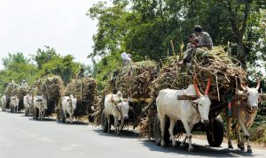 Karad: Bullock carts loaded with sugarcane move towards a sugar mill, in Karad, Maharashtra, Monday, Nov 05, 2018. (PTI Photo)(PTI11_5_2018_000061B)