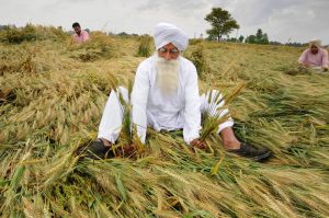 Amritsar: A farmer shows his wheat crop flattened and damaged by strong winds and rains on the outskirts of Amritsar, Wednesday, April 17, 2019. (PTI Photos)