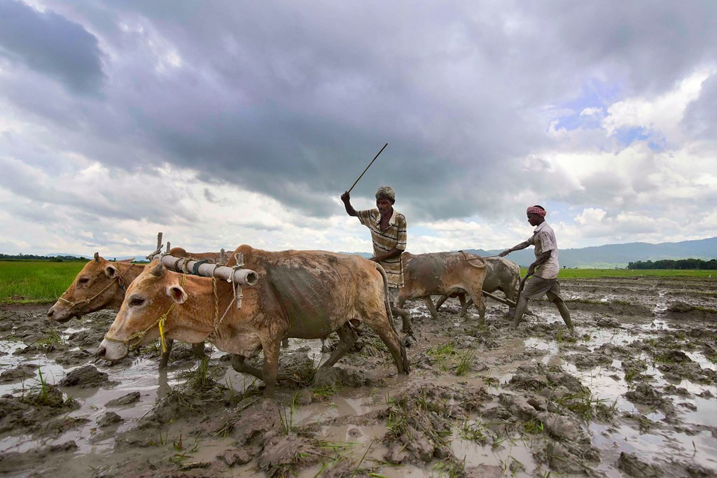 Nagaon: A farmer ploughs his field using bullocks at Bamuni village, in Nagaon, Tuesday, July 02, 2019. (PTI Photo) (PTI7_2_2019_000076B)