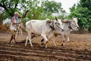 Nagpur: A farmer ploughs his field at a cotton plantation, in Hingna village near Nagpur, Friday, July 5, 2019. (PTI Photo) (PTI7_5_2019_000147B)