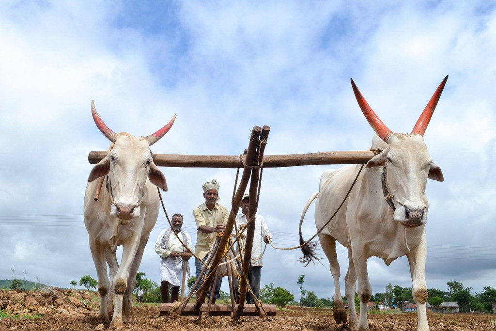 Karad: Farmers plough their field as they sow soyabean at a field in Ghogaon village near Karad, Friday, July 5, 2019. Finance Minister Nirmala Sitharaman said the government will invest widely in agriculture infrastructure and support private entrepreneurship for value addition in farm sector. (PTI Photo) (PTI7_5_2019_000217B)