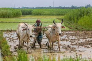 Nadia: A farmer prepares land for cultivation during Monsoon season, in Nadia district of West Bengal, Tuesday, July 9, 2019. (PTI Photo)(PTI7_9_2019_000060B)