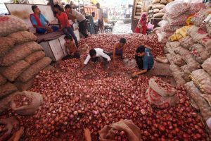 New Delhi: Lebourers sort onions at Azadpur Mandi, a major market of the Agriculture Produce Marketing Committee (APMC), in New Delhi, Sunday, Sept. 22, 2019. Onion prices are spiralling reportedly due to shortage of supply, and also amid reports of crop damage and delay in arrivals of new crop. (PTI Photo/Shahbaz Khan) (PTI9_22_2019_000015B)