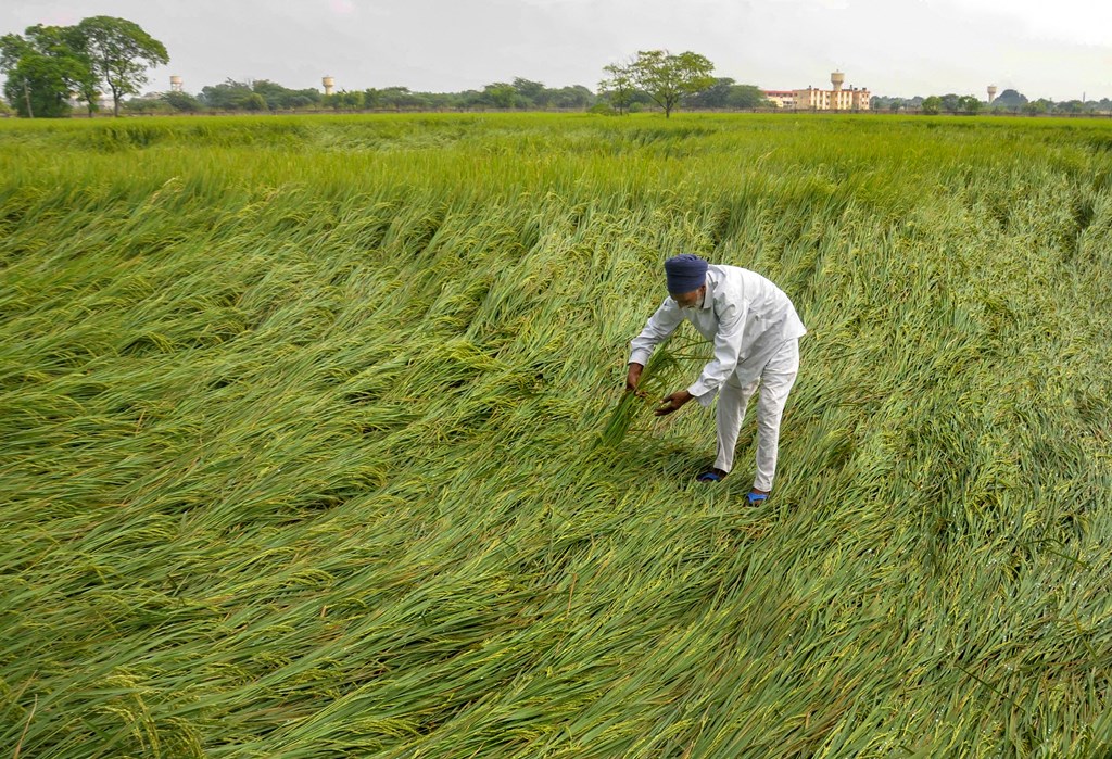 Amritsar: Despondent farmer inspects his flattened paddy crop following monsoon rainfall, on the outskirts of Amritsar, Sunday, Sept. 29, 2019. (PTI Photo) (PTI9_29_2019_000141B)