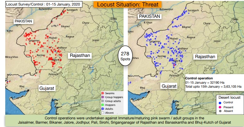 Locusts Attack Rajasthan A