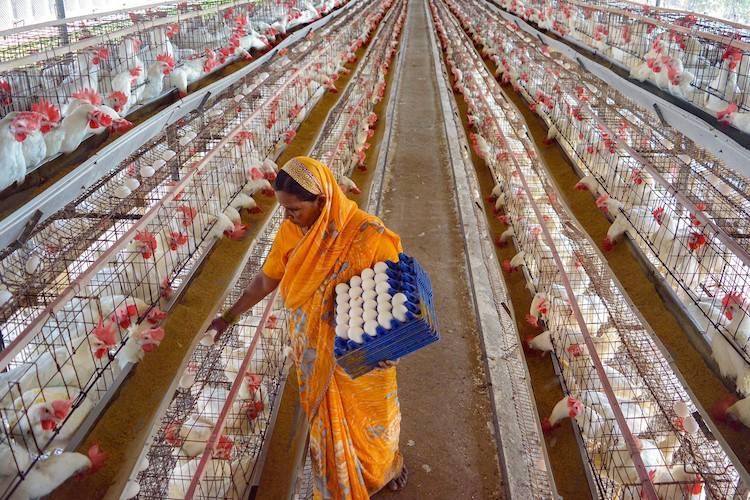 Poultry Farming PTI