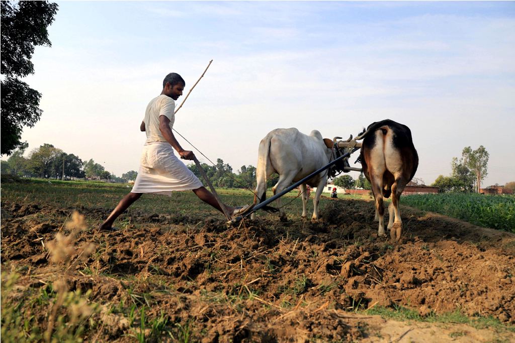 Prayagraj: A farmer ploughs his field during ongoing nationwide lockdown to contain the spread of COVID-19, at a village in Prayagraj district, April 21, 2020. (PTI Photo) (PTI21-04-2020_000043B)