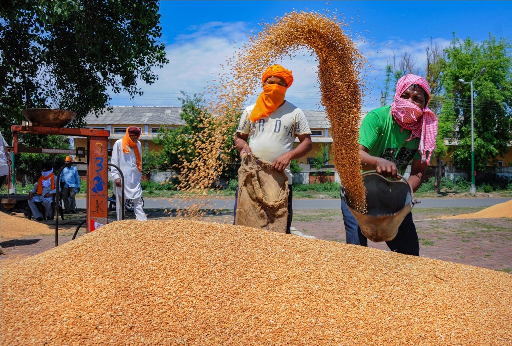 Amritsar: Labourers work on the newly arrived wheat grain at a wholesale grain market in Amritsar, Tuesday, April 21, 2020. The Punjab State Agricultural Marketing Board has set up special guidelines and made arrangements for the procurement of wheat crop during the nationwide COVID-19 lockdown. (PTI Photo) (PTI21-04-2020_000167B)