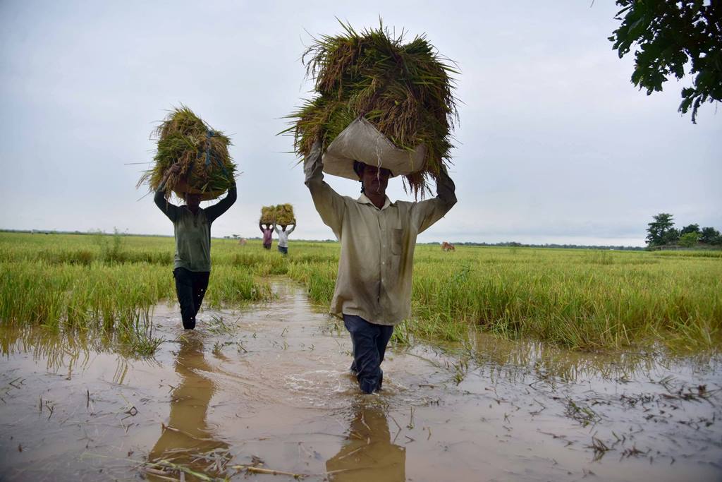 Nagaon: Farmer carry bunches of paddy on their heads after harvesting from a field, at Magurmari near Kampur in Nagaon district of Assam, Friday, May 22, 2020. Incessant rainfall for the last two days has led to a rise in the water level of the Barpani River inundating a vast tract of farmlands. (PTI Photo) (PTI22-05-2020 000086B