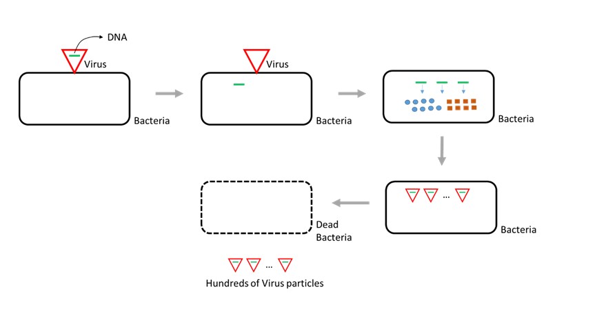 VIRUS DNA