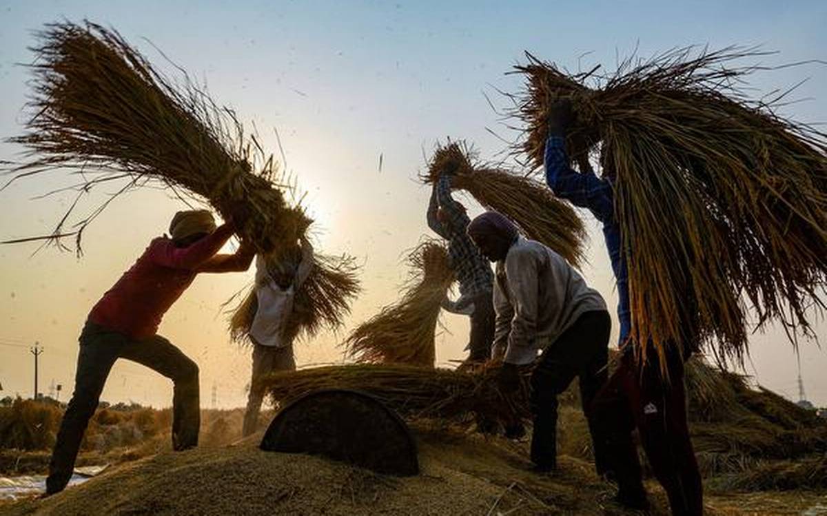 Jalandhar: Farmers thrash rice paddy at a field, in Jalandhar, Friday, Oct. 2, 2020. (PTI Photo)