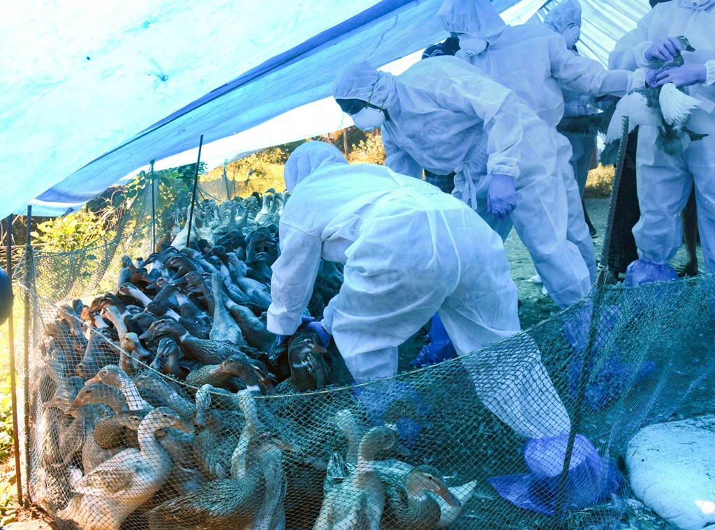 Alappuzha: Animal Husbandry Department cull ducks en masse following detection of Avian Influenza (H5N8) at four places, in Alappuzha district of Kerala, Tuesday, Jan. 5, 2021. (PTI Photo) (PTI01 05 2021 000141B)