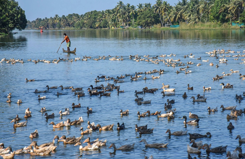 Alappuzha: Farmers guide ducks towards a cage for thier culling, following detection of Avian Influenza (H5N8) at four places, in Alappuzha district of Kerala, Tuesday, Jan. 5, 2021. (PTI Photo) (PTI01 05 2021 000158B) 
