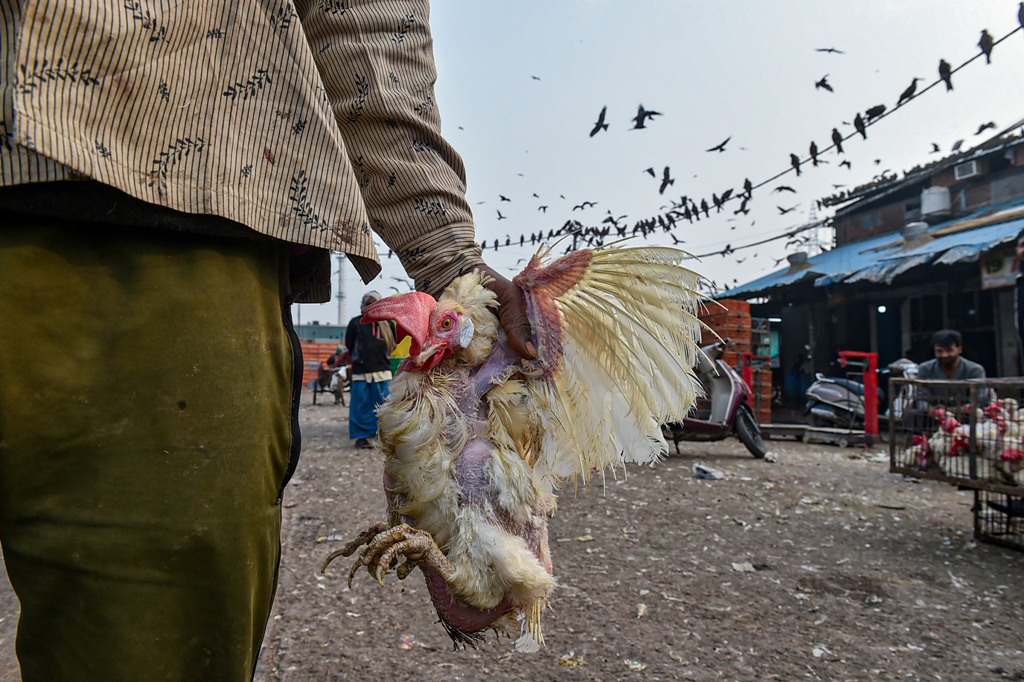 New Delhi: A man carries chicken at Ghazipur Murga Mandi, in New Delhi, Saturday, Jan. 9, 2021. The poultry market in Delhi will remain closed for 10 days due to the outbreak of avian influenza, commonly known as bird flu, in several parts of the country. (PTI Photo/Arun Sharma) (PTI01 09 2021 000108B)