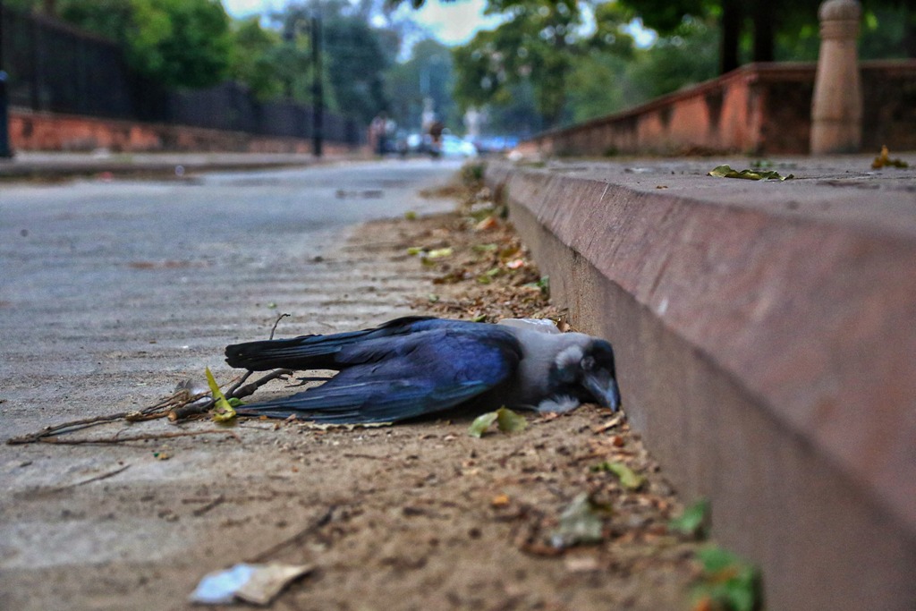 Jaipur: A dead crow at Ramniwas Garden, in Jaipur, Saturday, Jan. 9, 2021. An alert has been sounded across the country after the detection of bird flu cases in six states. (PTI Photo)(PTI01 09 2021 000174B)