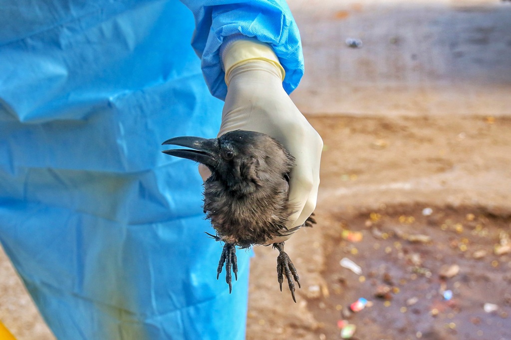 Jaipur: Forest department official picks a sick crow from a roadside near Jal Mahal in Jaipur, Tuesday, Jan. 5, 2021. A bird flu alert has been sounded in Rajasthan after the presence of the dreaded virus was confirmed in dead crows and other birds in Rajasthan. (PTI Photo)(PTI01 05 2021 000176B)