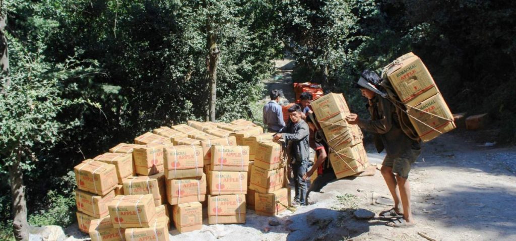 किन्नौर में सेब के बगीचों में काम करते नेपाली मूल के कामगार. (फोटो: स्पेशल अरेंजमेंट)