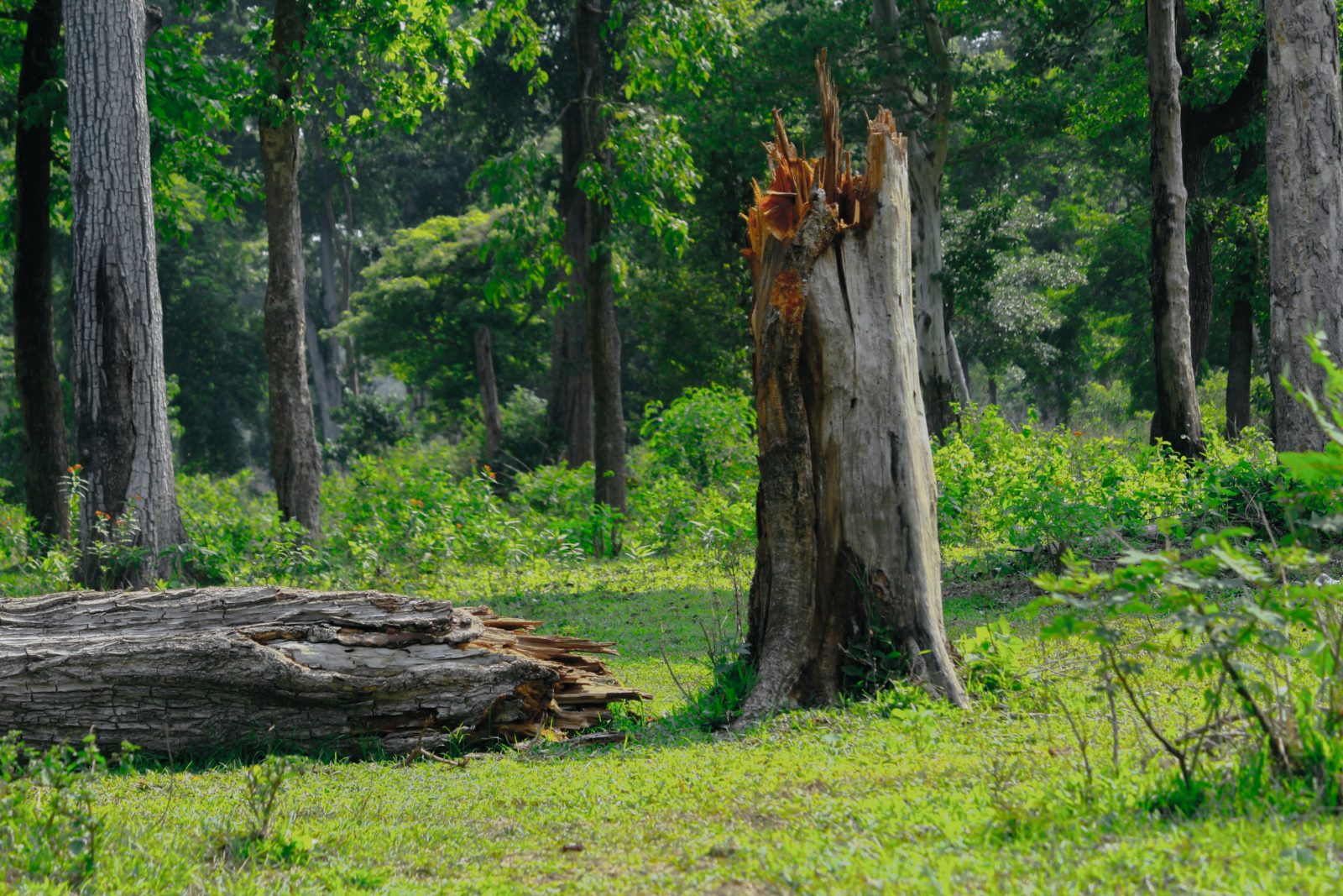 क्या वन संरक्षण नियम, 2022 देश के आदिवासियों और वनाधिकार क़ानूनों के लिए ख़तरा है