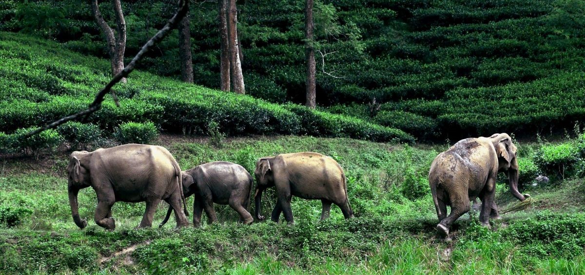 ओडिशा - पिछले 3 महीनों में हाथियों के साथ मुठभेड़ में 57 लोगों की मौत